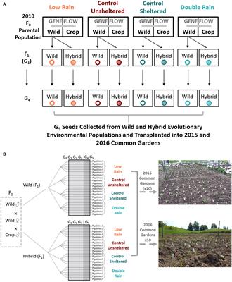 Hybridization Slows Rate of Evolution in Crop-Wild Compared to Wild Populations of Weedy Raphanus Across a Moisture Gradient